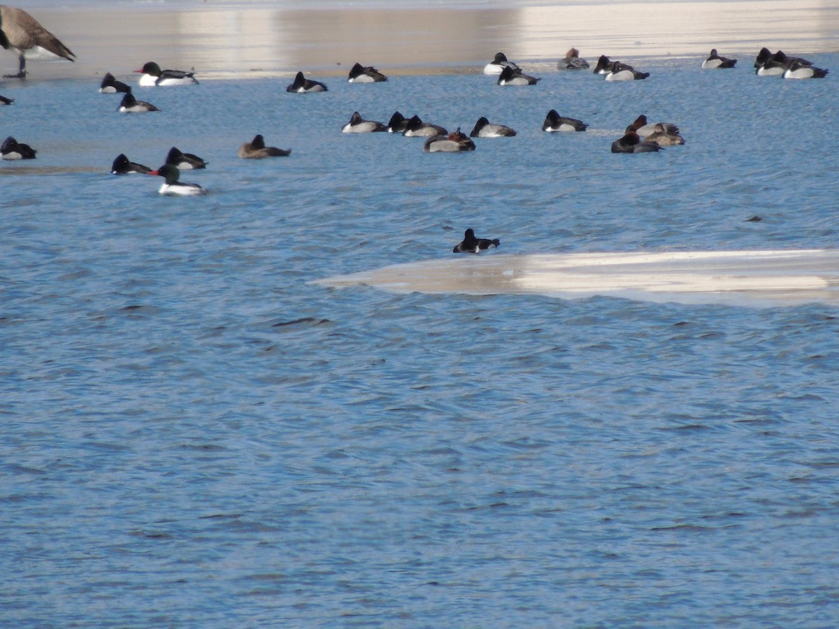 Ring-necked Duck - ML630904798