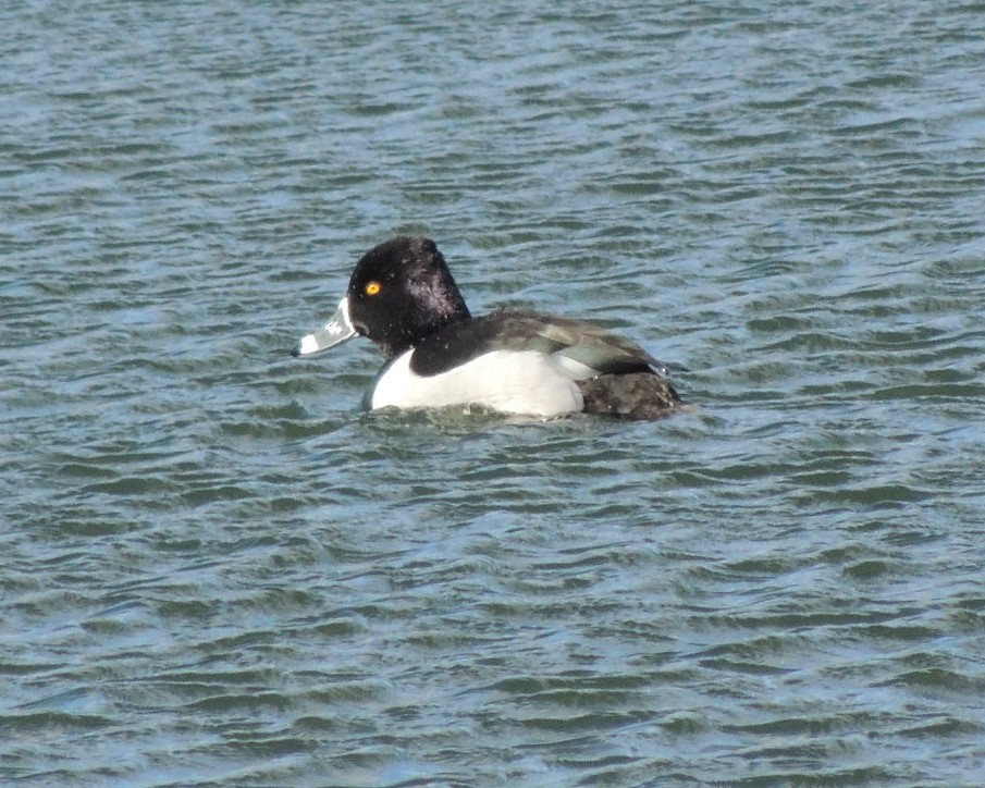 Ring-necked Duck - ML630904799