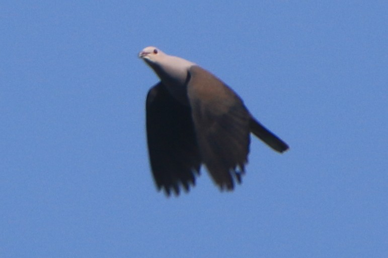 Malabar Imperial-Pigeon - ML630904807