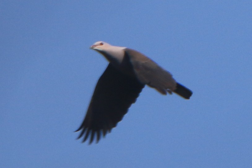 Malabar Imperial-Pigeon - ML630904808