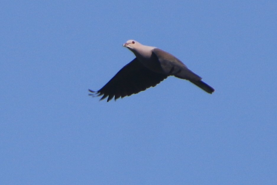 Malabar Imperial-Pigeon - ML630904809