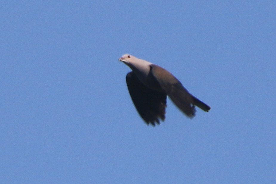 Malabar Imperial-Pigeon - ML630904811