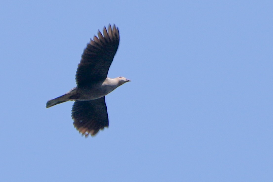 Malabar Imperial-Pigeon - ML630904812