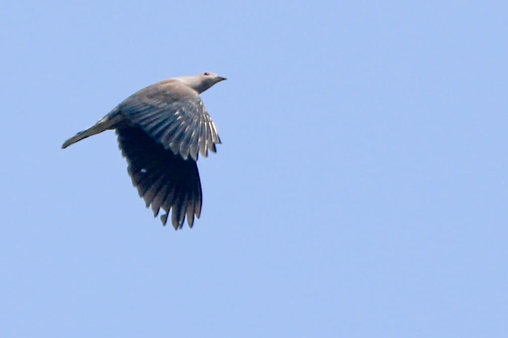 Malabar Imperial-Pigeon - ML630904813