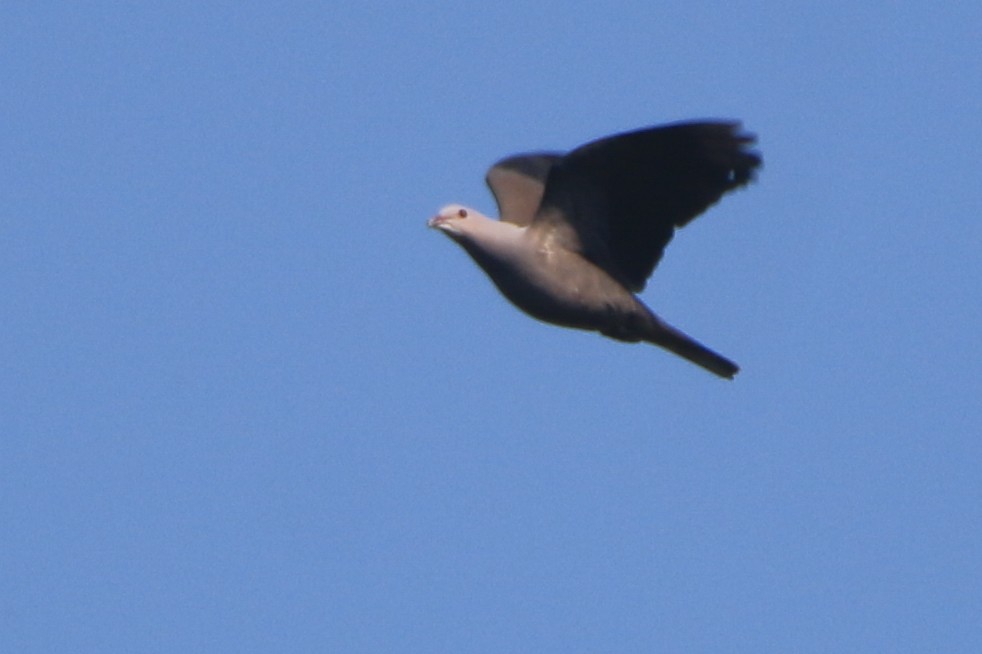 Malabar Imperial-Pigeon - ML630904814