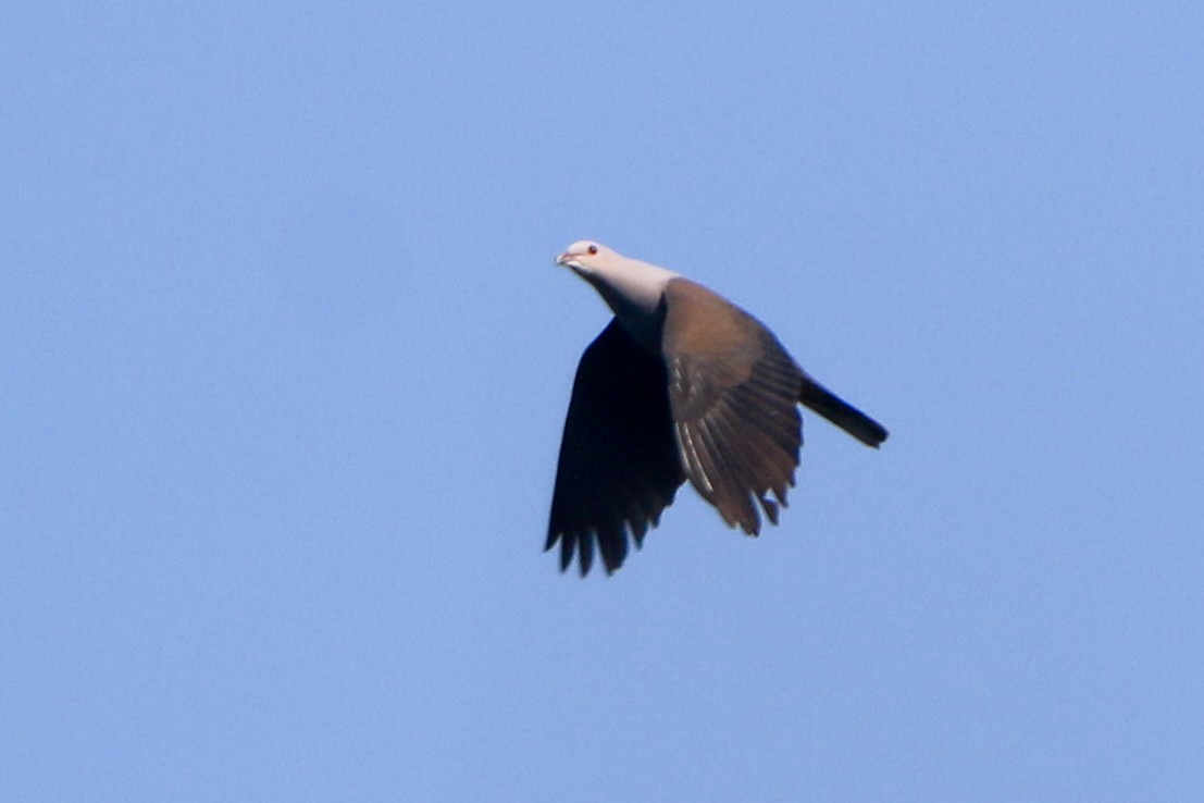Malabar Imperial-Pigeon - ML630904815