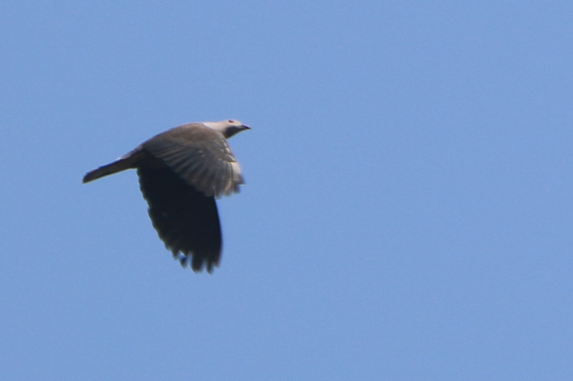 Malabar Imperial-Pigeon - ML630904816