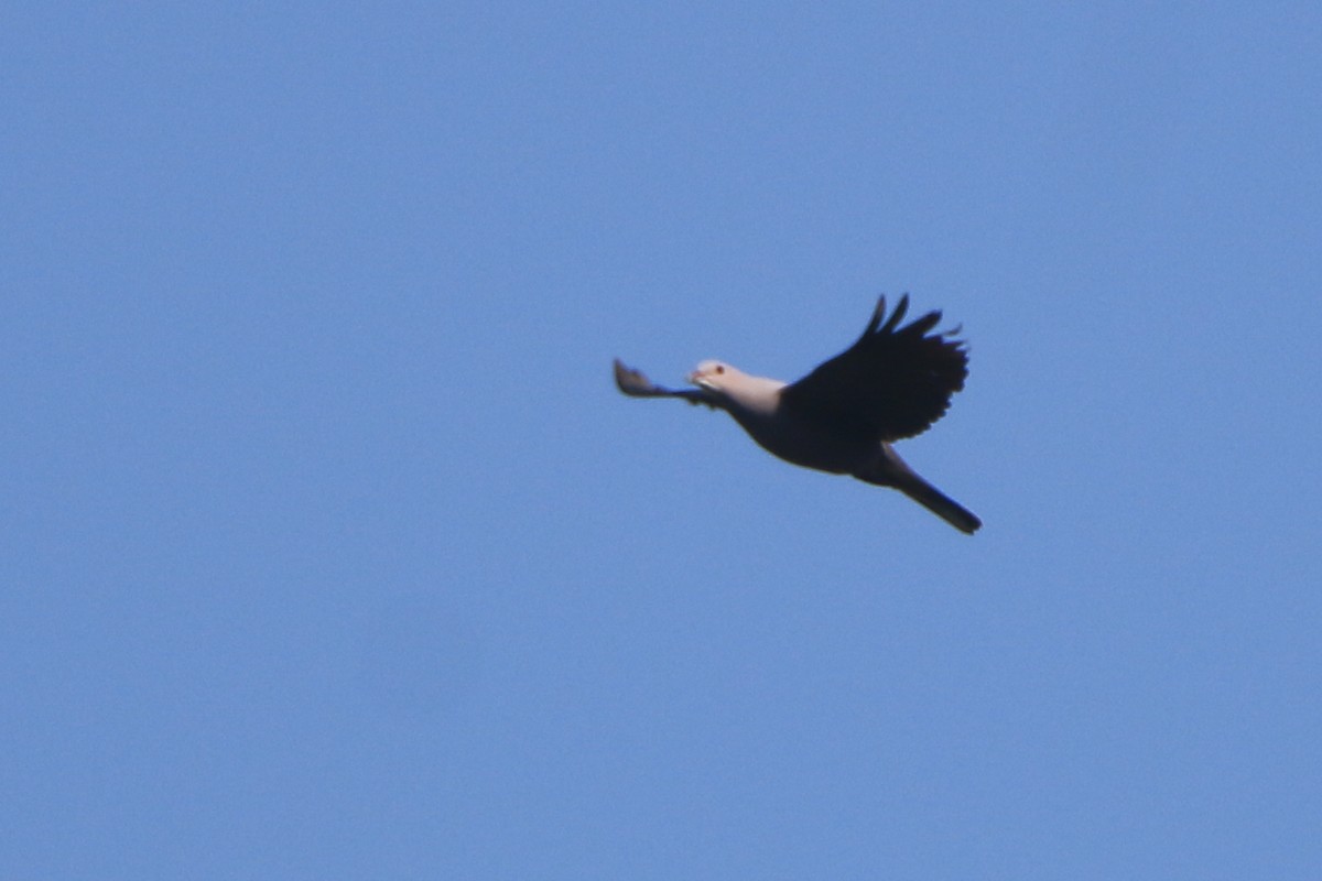Malabar Imperial-Pigeon - ML630904817