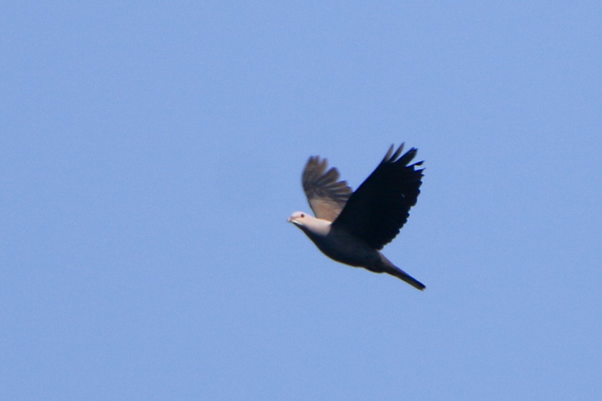 Malabar Imperial-Pigeon - ML630904818