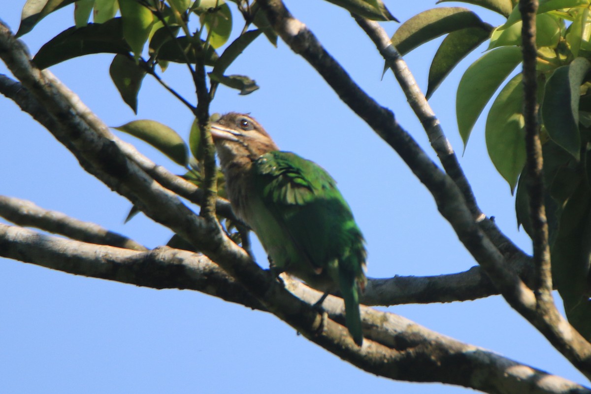 White-cheeked Barbet - ML630904870