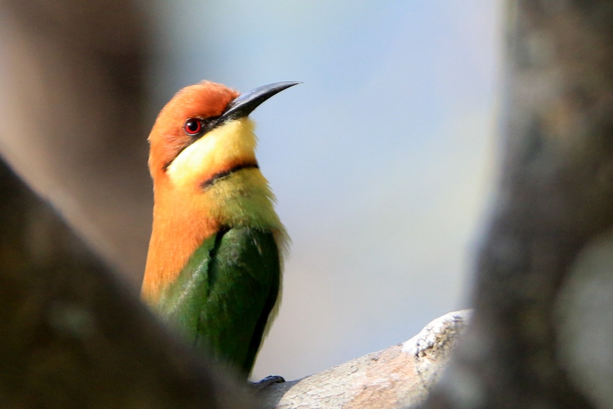 Chestnut-headed Bee-eater - ML630904879