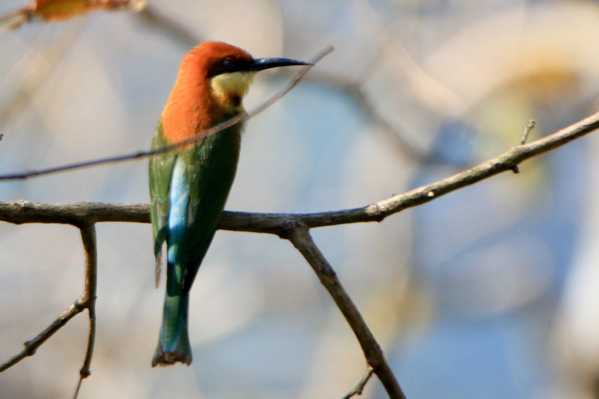 Chestnut-headed Bee-eater - ML630904880