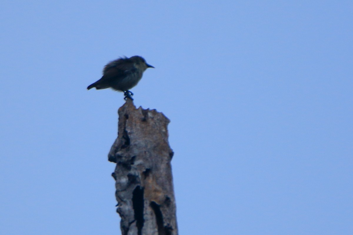 Nilgiri Flowerpecker - ML630904959