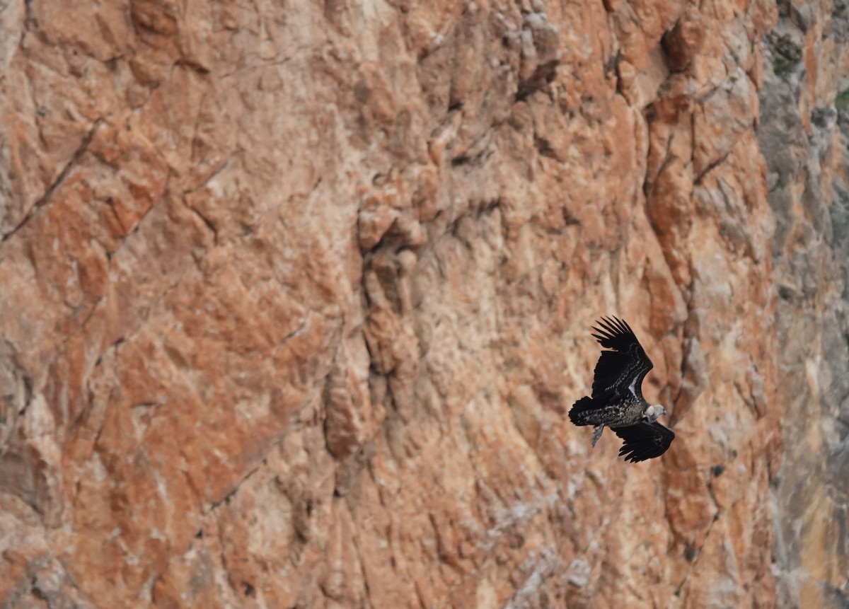 Rüppell's Griffon - ML630904976