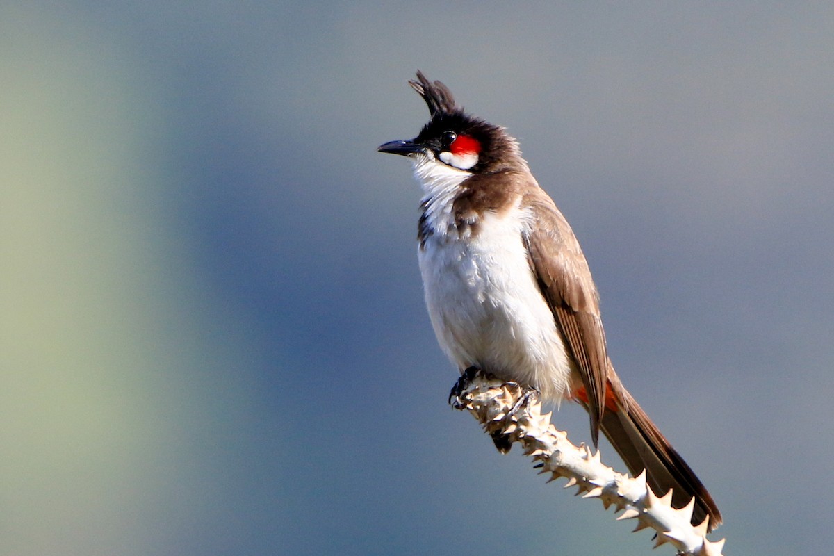 Red-whiskered Bulbul - ML630904977