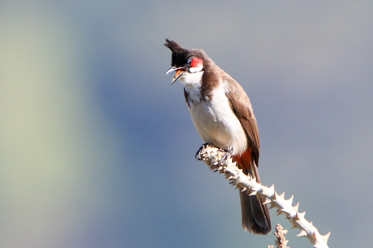 Red-whiskered Bulbul - ML630904978