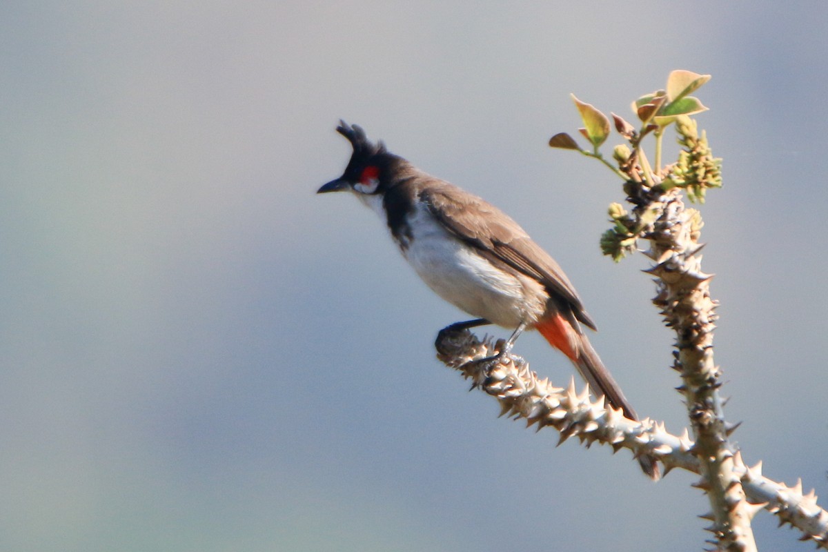 Red-whiskered Bulbul - ML630904979