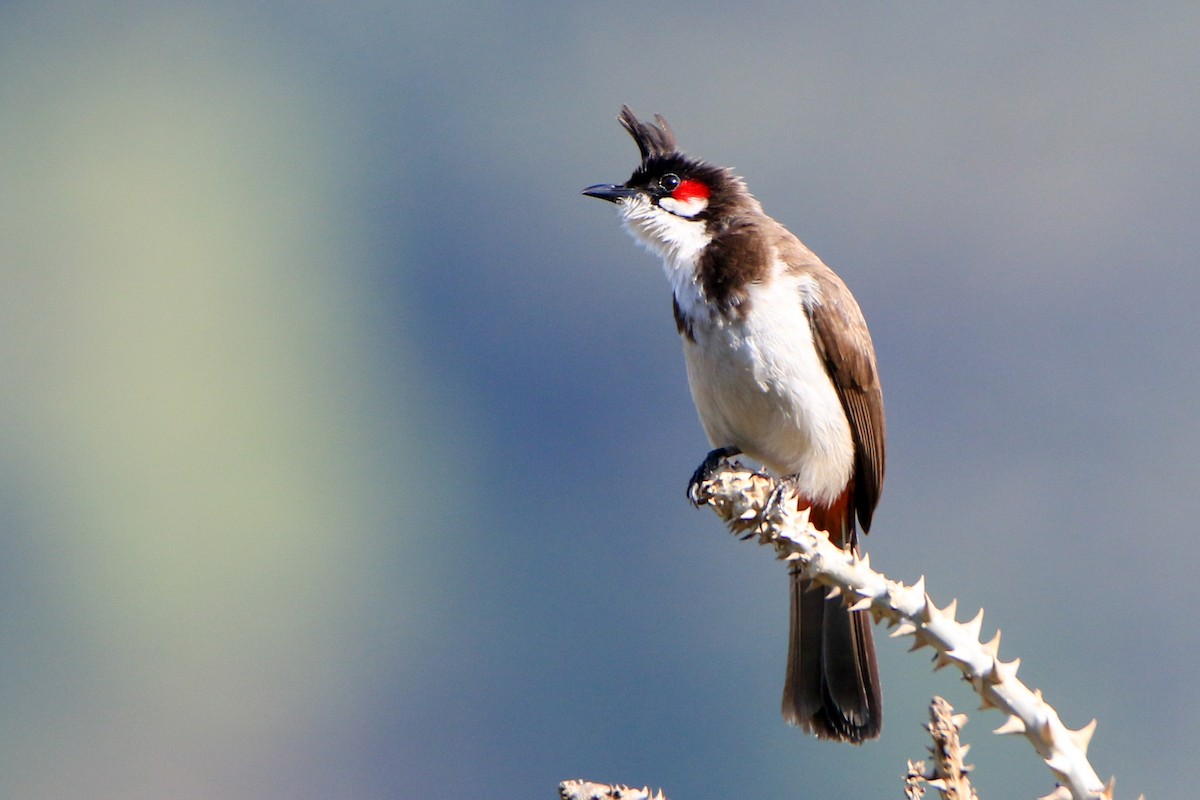 Red-whiskered Bulbul - ML630904980