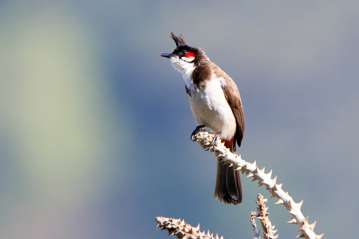Red-whiskered Bulbul - ML630904981
