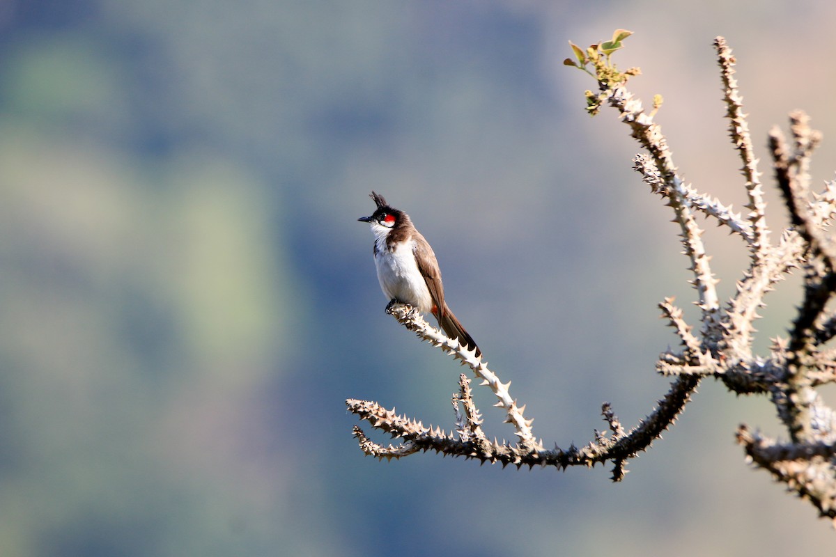 Red-whiskered Bulbul - ML630904984