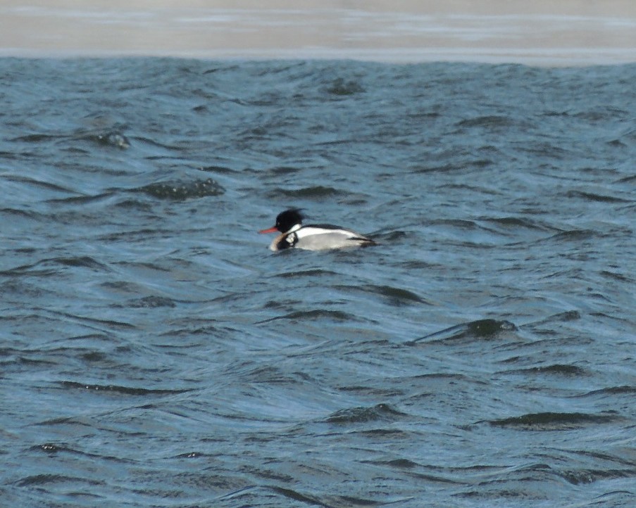 Red-breasted Merganser - ML630905113