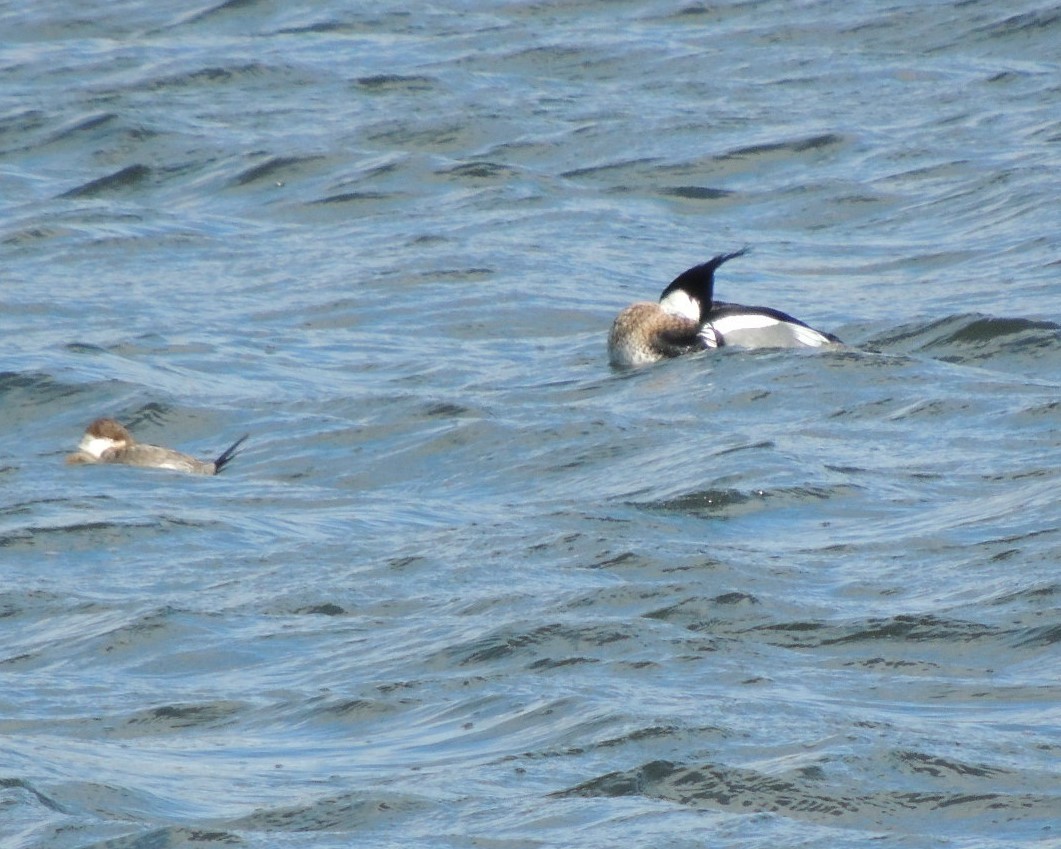 Red-breasted Merganser - ML630905125