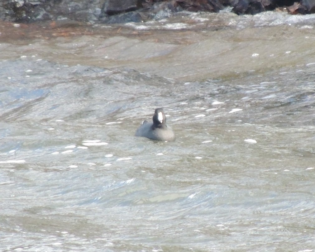American Coot - ML630905134