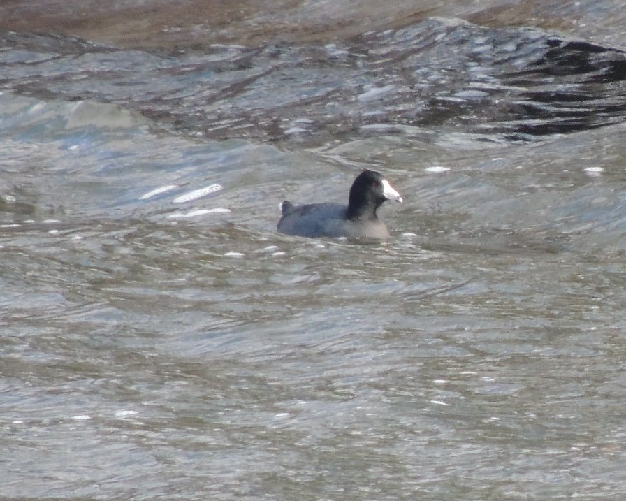 American Coot - ML630905135
