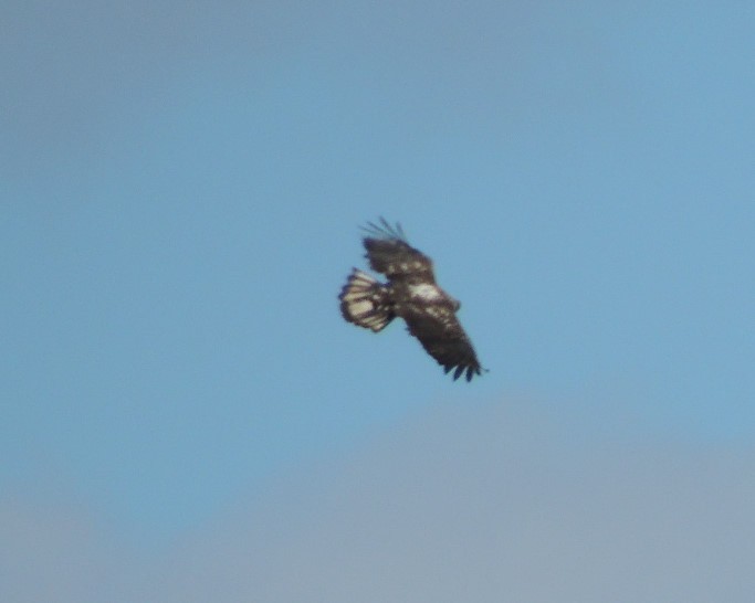 Bald Eagle - ML630905158