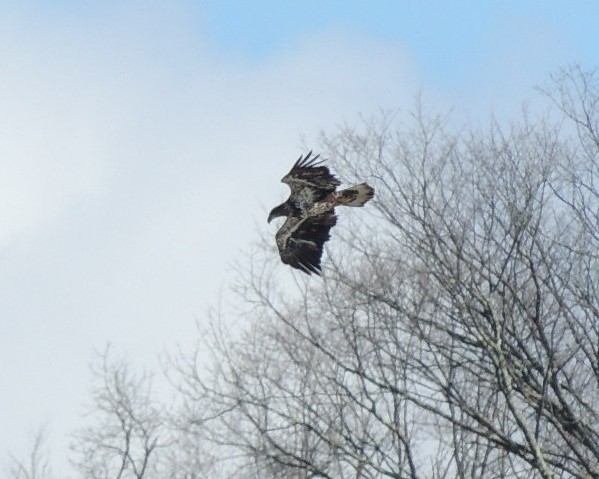 Bald Eagle - ML630905159