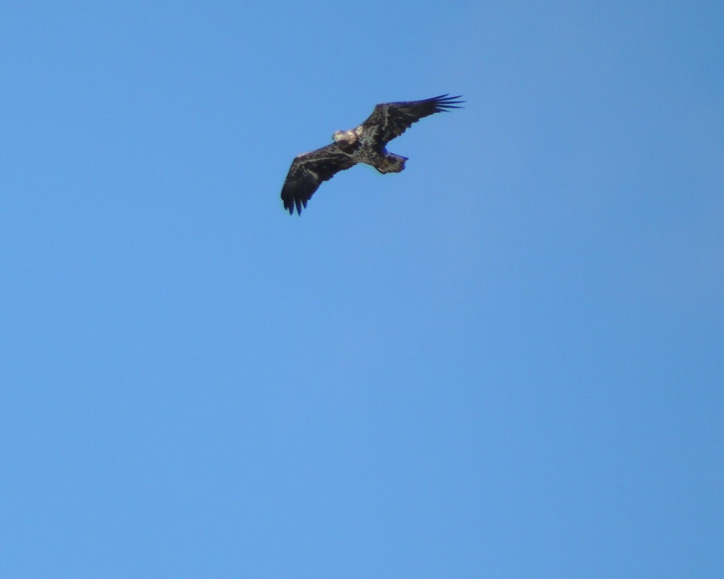 Bald Eagle - ML630905160
