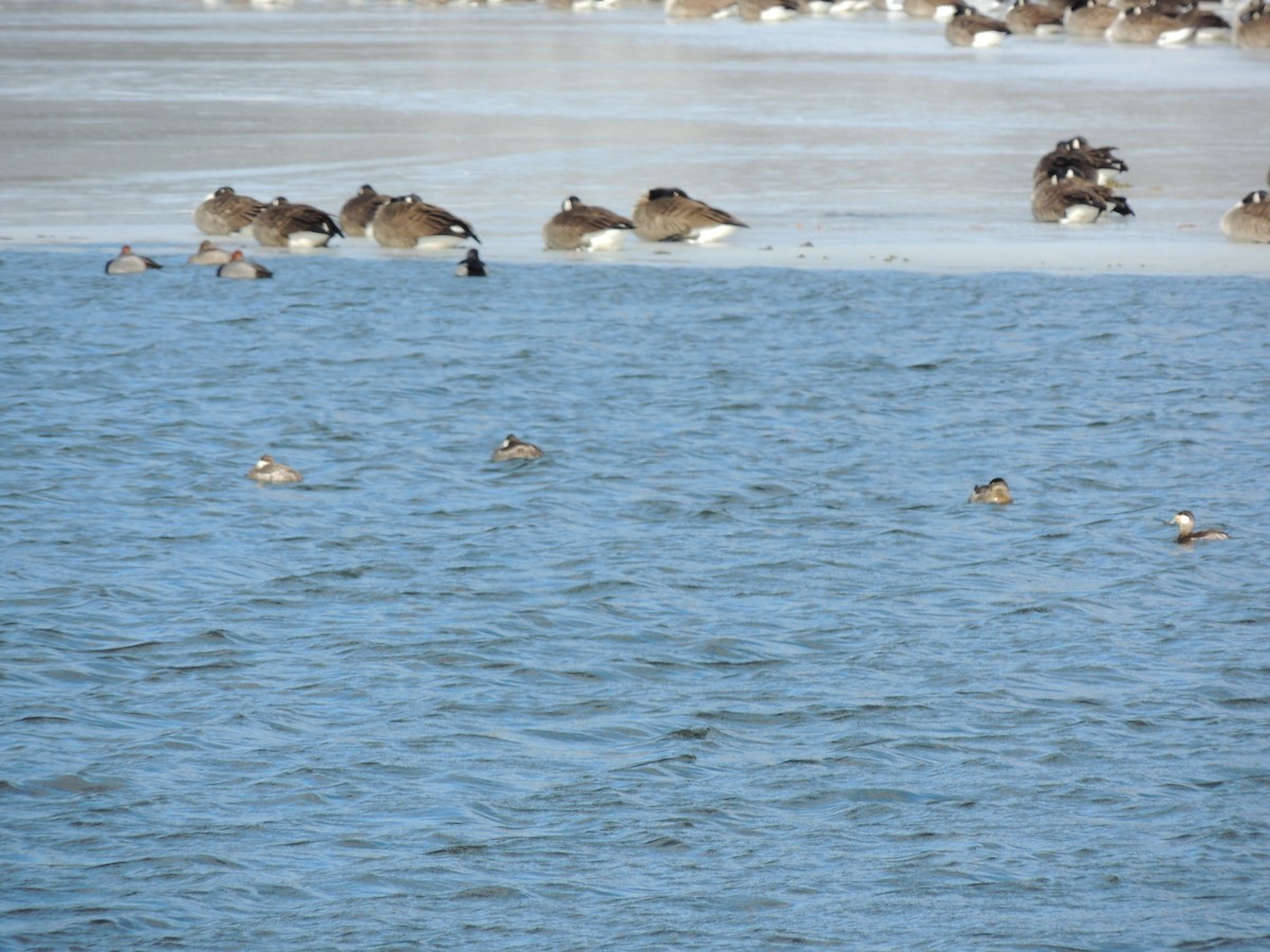 Ruddy Duck - ML630905182