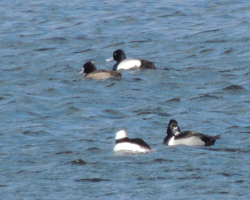 Greater Scaup - ML630905215