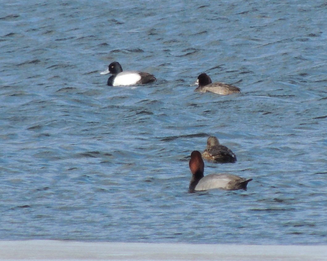 Greater Scaup - ML630905216