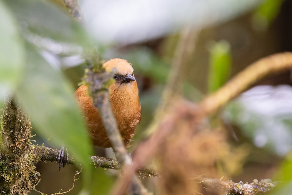 Rufous Wren - ML630905370