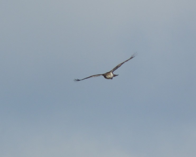 Northern Harrier - ML630905379