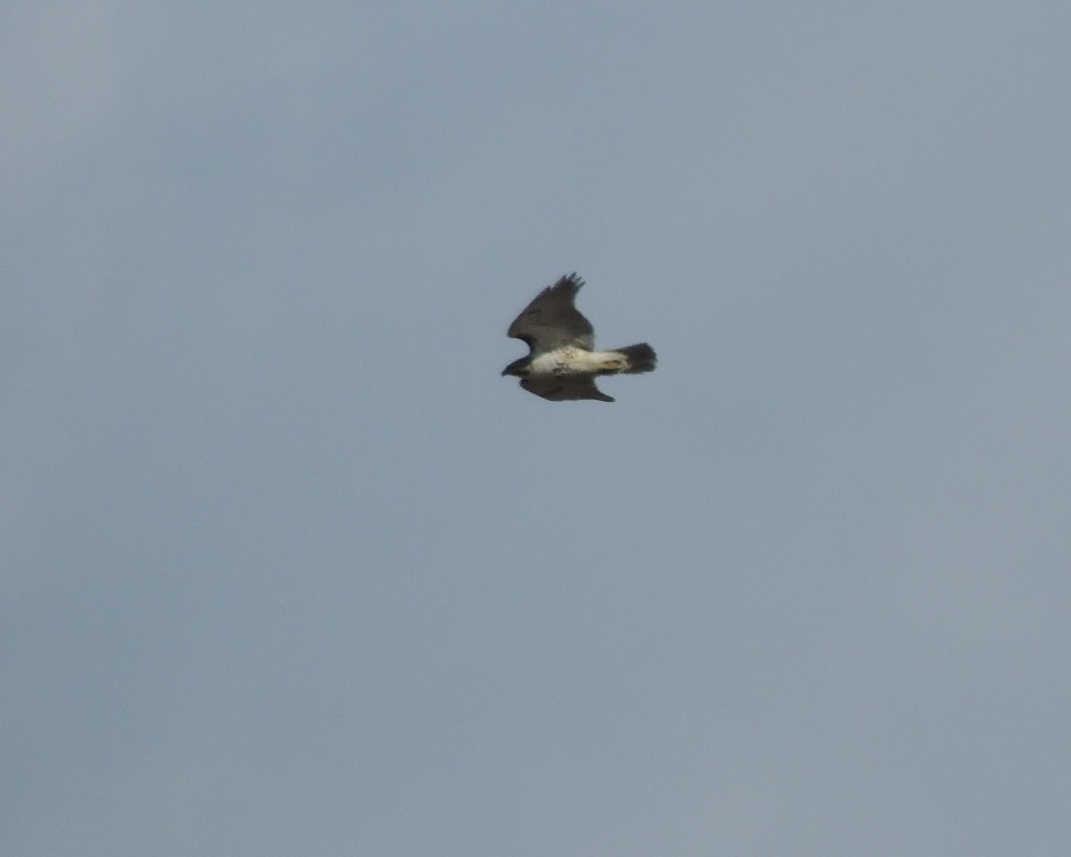 Northern Harrier - ML630905380