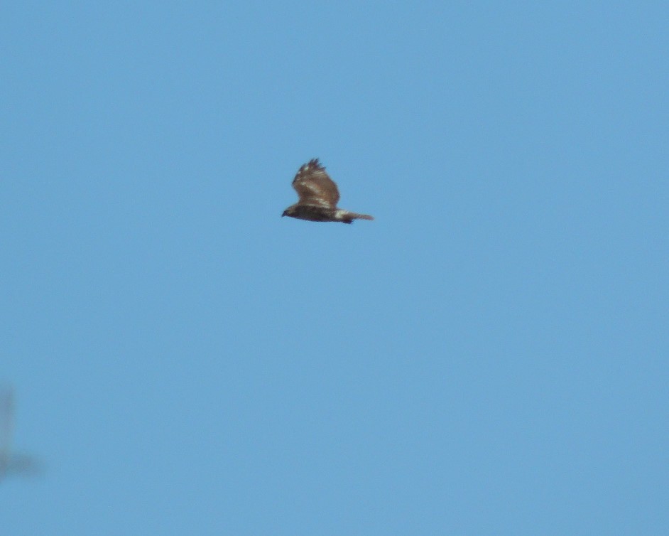 Northern Harrier - ML630905381