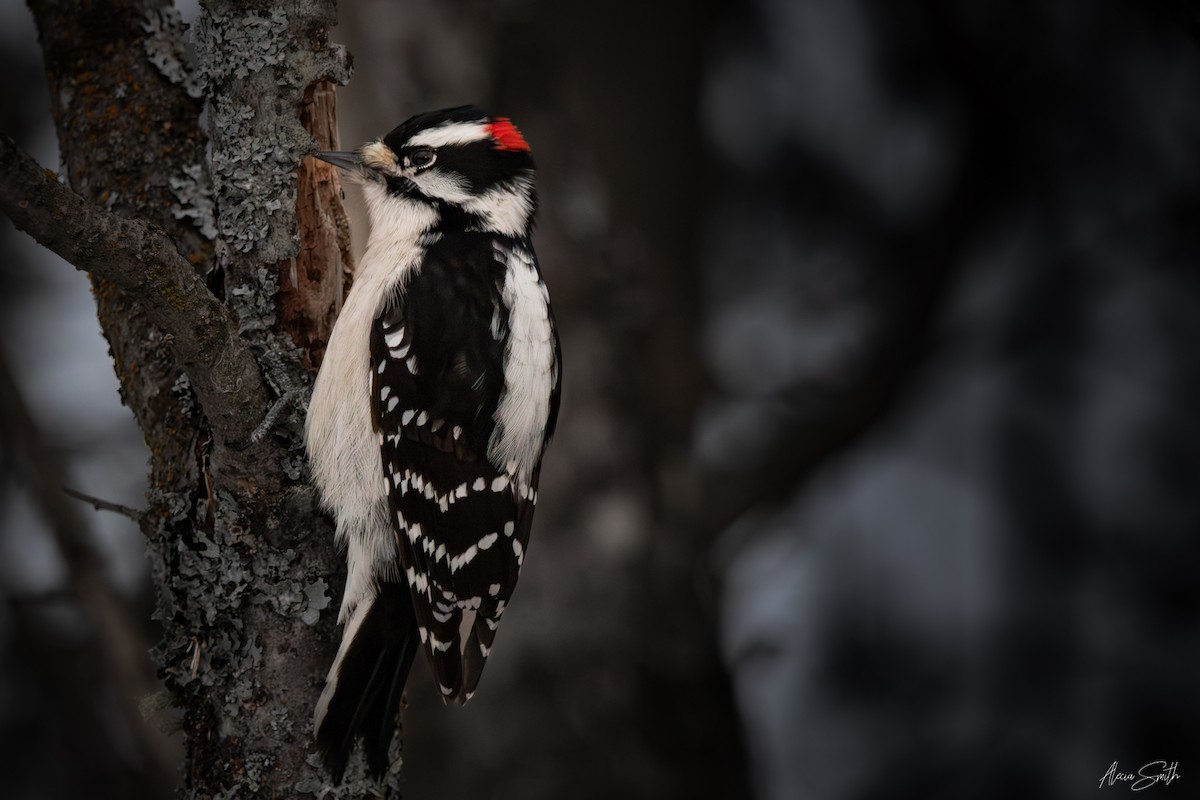 Downy Woodpecker - ML630906206