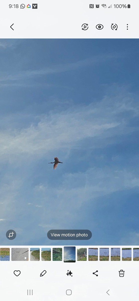 Roseate Spoonbill - ML630906438
