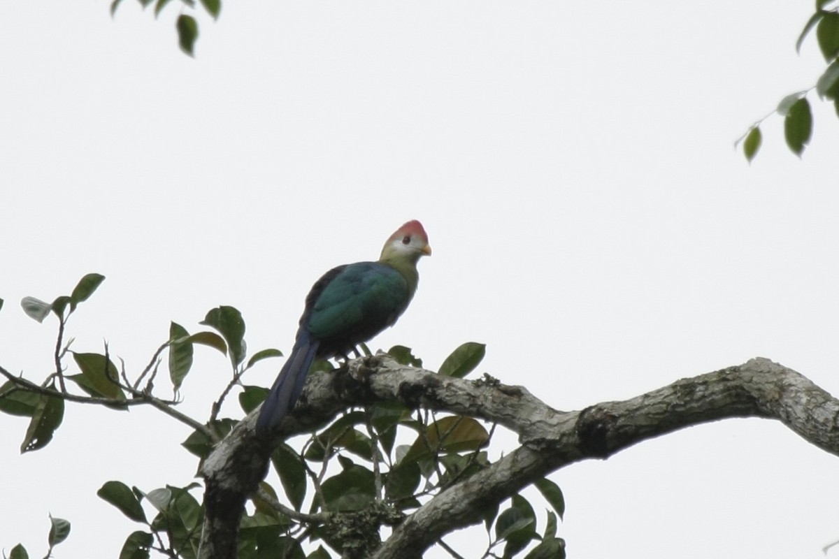 Red-crested Turaco - ML630906562