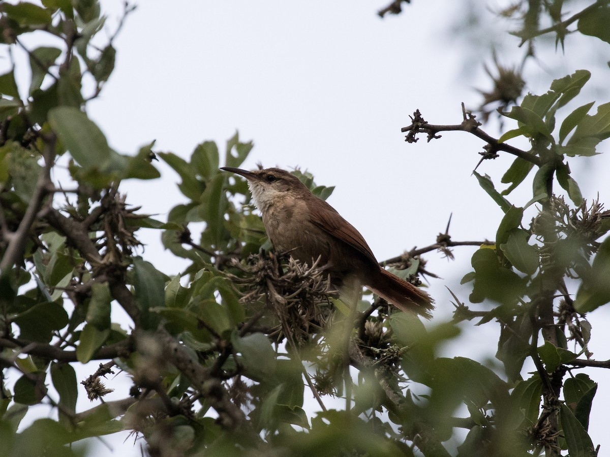 Bolivian Earthcreeper - ML630906634