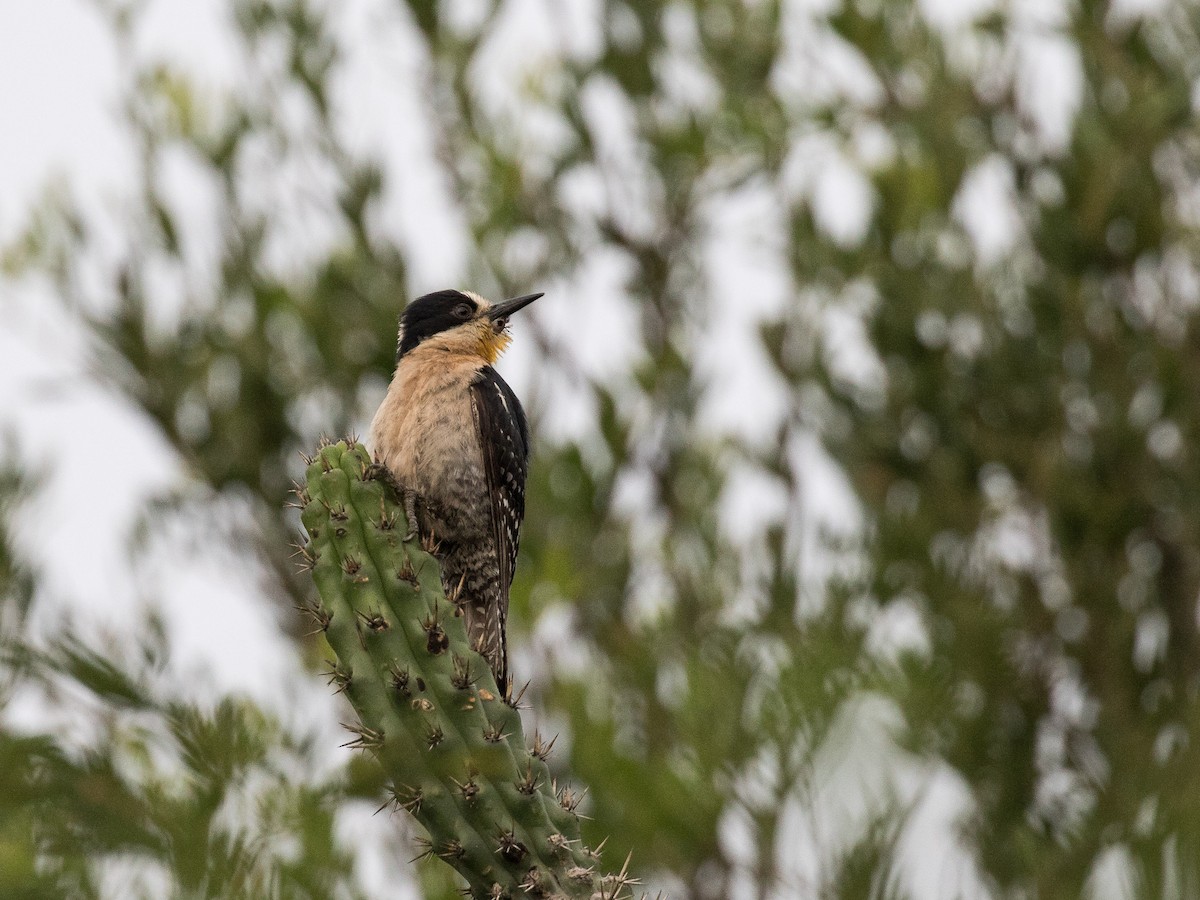 White-fronted Woodpecker - ML630906714