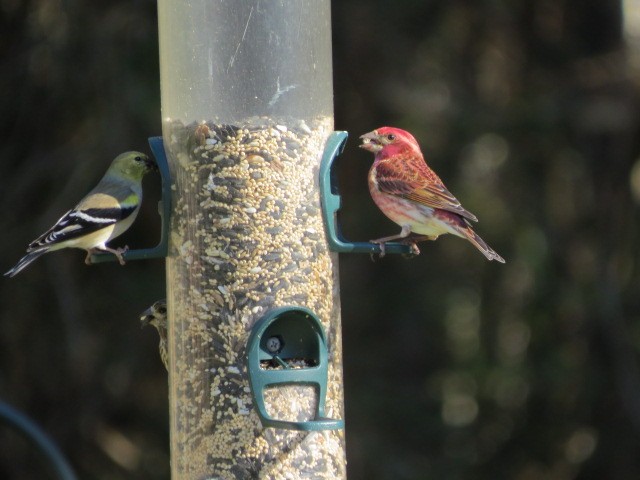 hýl nachový - ML630906890