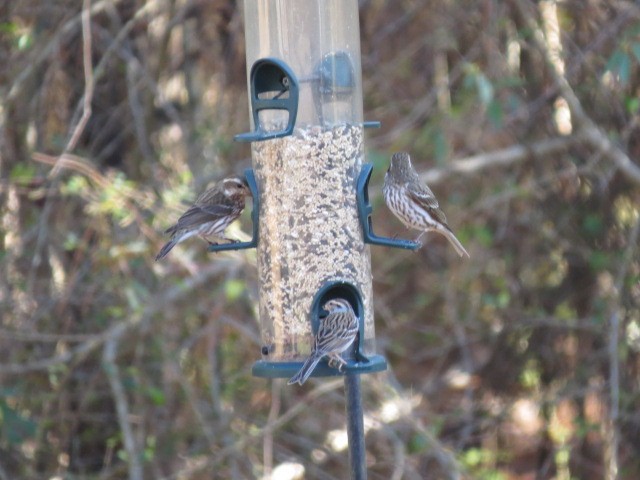 hýl nachový - ML630906891