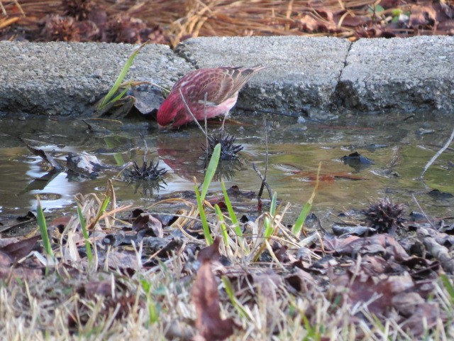 hýl nachový - ML630906892