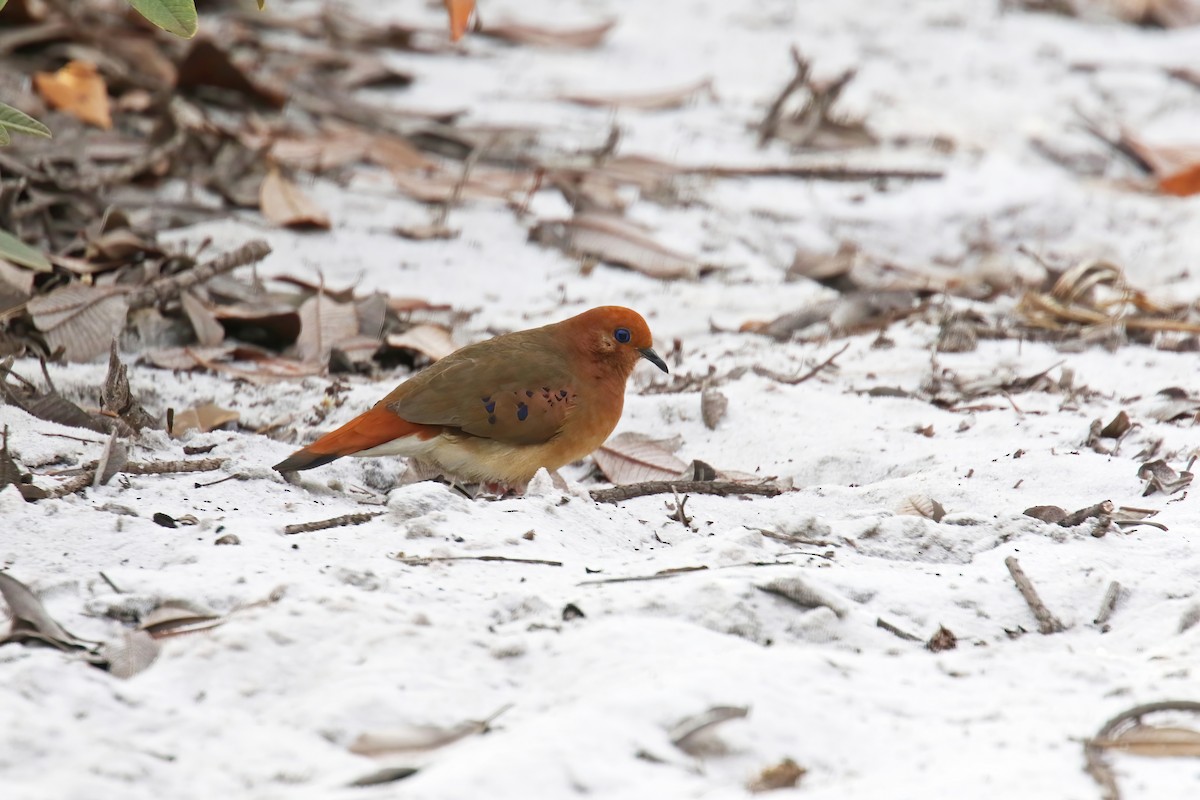 Blue-eyed Ground Dove - ML630907153