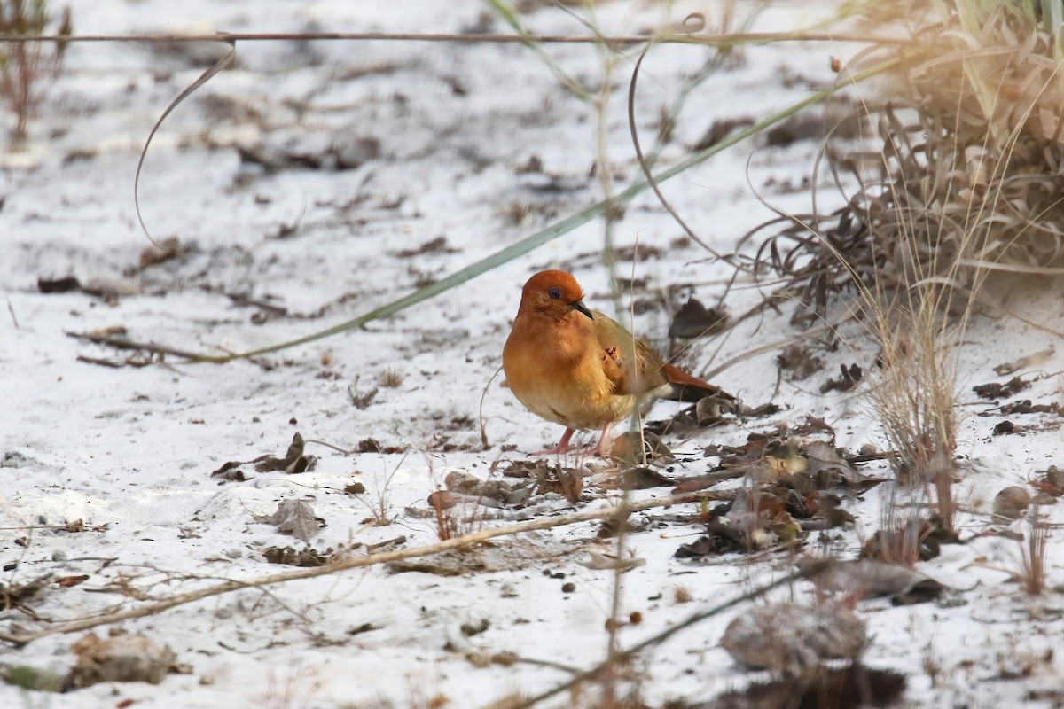 Blue-eyed Ground Dove - ML630907154