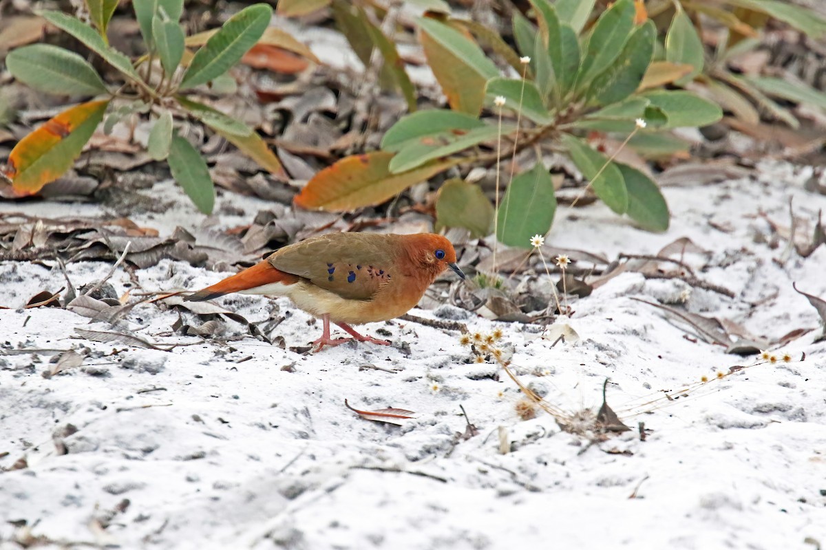 Blue-eyed Ground Dove - ML630907155