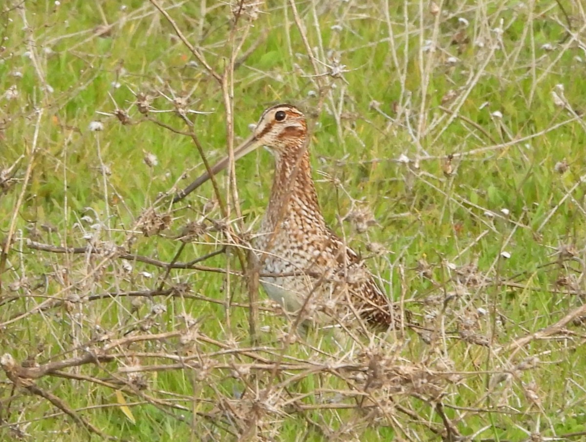 Wilson's Snipe - ML630907160